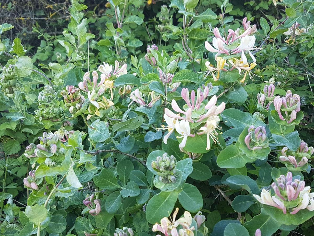Villa Niccoli 卡斯泰尔菲奥伦蒂诺 外观 照片